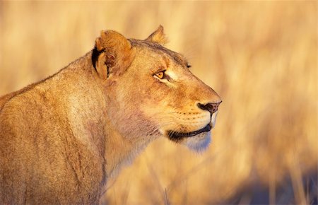 simsearch:400-04109301,k - Lioness (panthera leo) standing in savannah after a meal in South Africa. Close-up of the head Stock Photo - Budget Royalty-Free & Subscription, Code: 400-04304172
