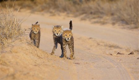 simsearch:400-05305124,k - Three Cheetah (Acinonyx jubatus) cubs walking on the road in savannah in South Africa Stock Photo - Budget Royalty-Free & Subscription, Code: 400-04304181