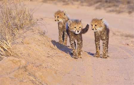simsearch:400-05305124,k - Cheetah (Acinonyx jubatus) cubs walking on the dirt road in savannah in South Africa Stock Photo - Budget Royalty-Free & Subscription, Code: 400-04304182
