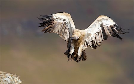 simsearch:400-04295828,k - The Cape Griffon or Cape Vulture (Gyps coprotheres) landing onto the rock in South Africa. It is an Old World vulture in the Accipitridae family Stock Photo - Budget Royalty-Free & Subscription, Code: 400-04304194