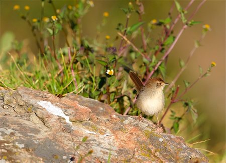 simsearch:400-04295828,k - Small brown bird sitting on a rock in nature reserve in South Africa Stock Photo - Budget Royalty-Free & Subscription, Code: 400-04304197