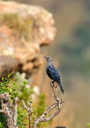 simsearch:400-04295828,k - Red-winged Starling (Onychognathus morio) sitting on a branch of a tree in nature reserve in South Africa Stock Photo - Budget Royalty-Free & Subscription, Code: 400-04304191