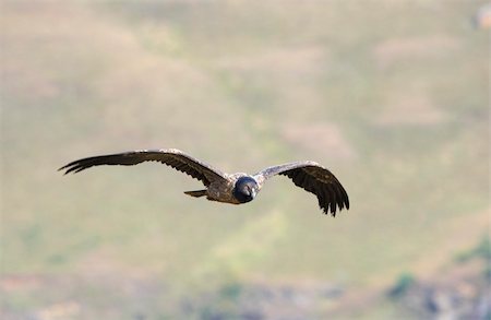 simsearch:400-04295828,k - Juvenile Lammergeyer or Bearded Vulture (Gypaetus barbatus) in flight looking for prey in South Africa Stock Photo - Budget Royalty-Free & Subscription, Code: 400-04304192
