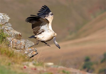 simsearch:400-04295828,k - The Cape Griffon or Cape Vulture (Gyps coprotheres) flying off the rock in South Africa. It is an Old World vulture in the Accipitridae family Stock Photo - Budget Royalty-Free & Subscription, Code: 400-04304193