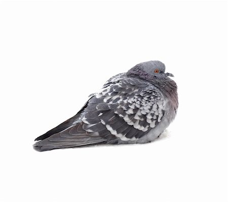 simsearch:400-04604339,k - One grey pigeon isolated on white background Stock Photo - Budget Royalty-Free & Subscription, Code: 400-04304961