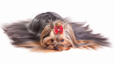 simsearch:400-04185637,k - Yorkshire Terrier in show coat. Isolated on a white background Stock Photo - Budget Royalty-Free & Subscription, Code: 400-04305161