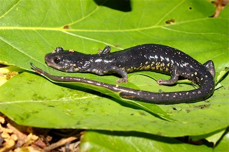 salamander - Slimy Salamander (Plethodon glutinosus) at Monte Sano State Park, Alabama. Stock Photo - Budget Royalty-Free & Subscription, Code: 400-04305244