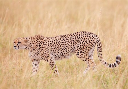 Cheetah (Acinonyx jubatus) walking in savannah in South Africa Photographie de stock - Aubaine LD & Abonnement, Code: 400-04305637