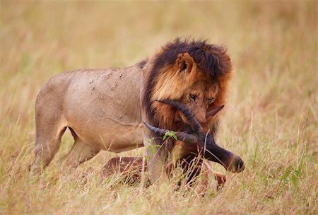 simsearch:400-04727848,k - Single male lion (panthera leo) eating on a buck carcass in savannah in South Africa Stock Photo - Budget Royalty-Free & Subscription, Code: 400-04305631