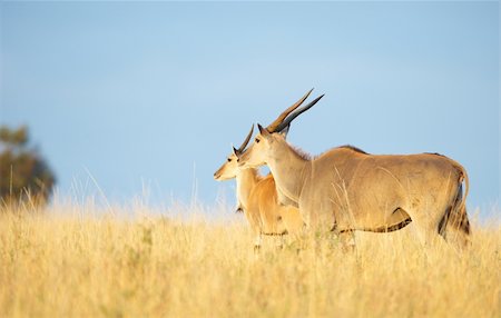 Two Eland (Taurotragus oryx), worlds largest antelope, standing in savannah in the nature reserve in South Africa Stock Photo - Budget Royalty-Free & Subscription, Code: 400-04305641