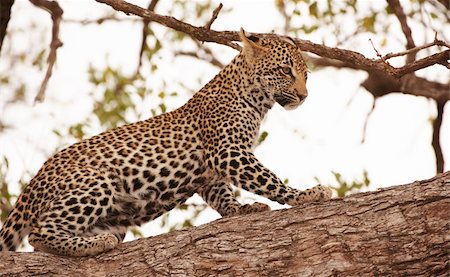 simsearch:400-04597010,k - Leopard (Panthera pardus) standing alert on the tree in nature reserve in South Africa Stock Photo - Budget Royalty-Free & Subscription, Code: 400-04305669