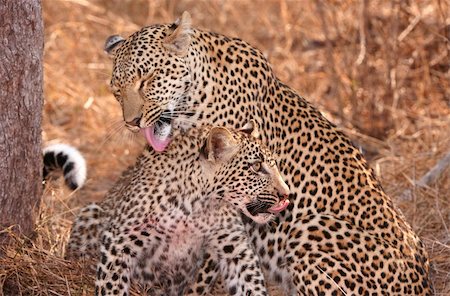 simsearch:400-04597010,k - Two Leopards (Panthera pardus) cleaning each other in savannah in nature reserve in South Africa Stock Photo - Budget Royalty-Free & Subscription, Code: 400-04305674