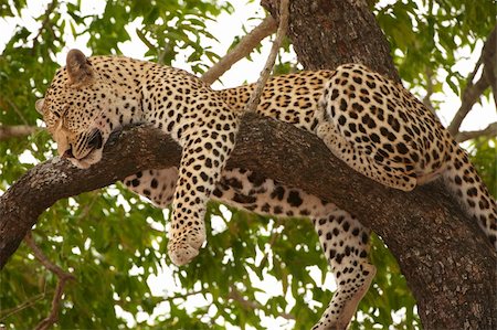 simsearch:400-04597010,k - Leopard (Panthera pardus) sleeping on the tree in nature reserve in South Africa Stock Photo - Budget Royalty-Free & Subscription, Code: 400-04305675