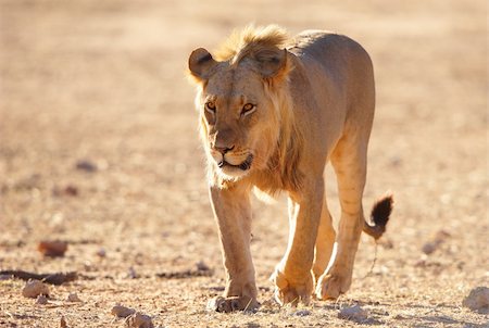 simsearch:400-04727848,k - Single Lion (panthera leo) walking in savannah in South Africa Stock Photo - Budget Royalty-Free & Subscription, Code: 400-04305695