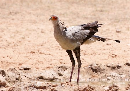 simsearch:400-04295828,k - Secretary Bird (Sagittarius Serpentarius) drinking water from a pool in South Africa Stock Photo - Budget Royalty-Free & Subscription, Code: 400-04305690