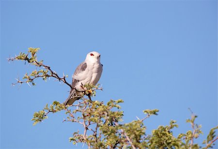 simsearch:400-04295828,k - Black-shouldered Kite (Elanus caeruleus) sitting on the tree against bright blue sky background in South Africa Stock Photo - Budget Royalty-Free & Subscription, Code: 400-04305700