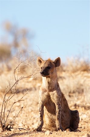 Spotted hyaena (Crocuta crocuta) sitting on the ground in South Africa Foto de stock - Super Valor sin royalties y Suscripción, Código: 400-04305702