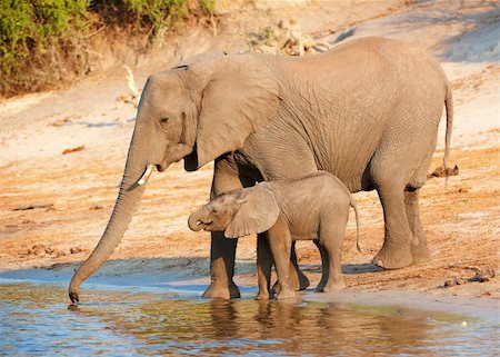 Large herd of African elephants (Loxodonta Africana) drinking from the river in Botswana Stock Photo - Budget Royalty-Free & Subscription, Code: 400-04305714