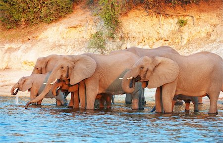Large herd of African elephants (Loxodonta Africana) drinking from the river in Botswana Stock Photo - Budget Royalty-Free & Subscription, Code: 400-04305718