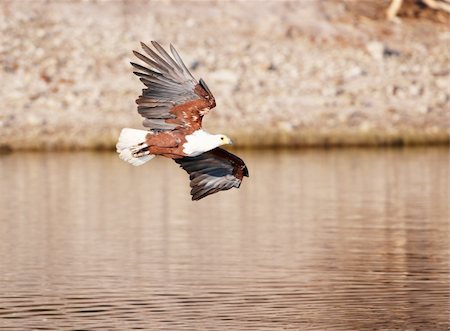 simsearch:400-04295828,k - African Fish Eagle (Haliaeetus vocifer) in flight in Botswana Stock Photo - Budget Royalty-Free & Subscription, Code: 400-04305712
