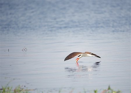simsearch:400-04295828,k - African Skimmer (Rynchops flavirostris) in flight catching food from the river in Botswana Stock Photo - Budget Royalty-Free & Subscription, Code: 400-04305724