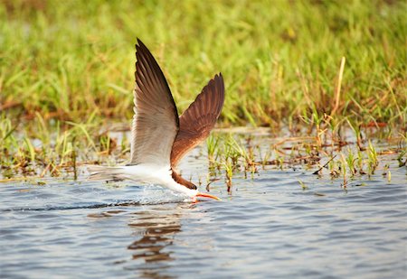 simsearch:400-04295828,k - African Skimmer (Rynchops flavirostris) in flight catching food from the river in Botswana Stock Photo - Budget Royalty-Free & Subscription, Code: 400-04305725