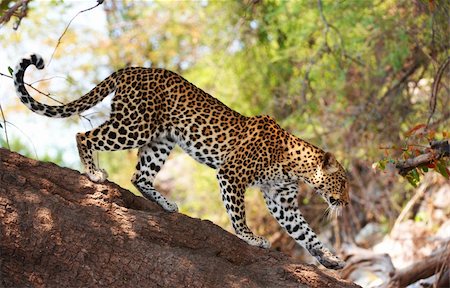 simsearch:400-04597010,k - Leopard (Panthera pardus) standing alert on the tree in nature reserve in Botswana Stock Photo - Budget Royalty-Free & Subscription, Code: 400-04305727