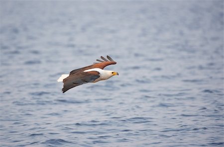 simsearch:400-04295828,k - African Fish Eagle (Haliaeetus vocifer) in flight in Botswana Stock Photo - Budget Royalty-Free & Subscription, Code: 400-04305729