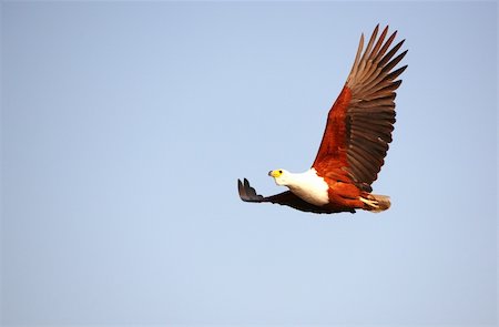 simsearch:400-04295828,k - African Fish Eagle (Haliaeetus vocifer) in flight in Botswana Stock Photo - Budget Royalty-Free & Subscription, Code: 400-04305721