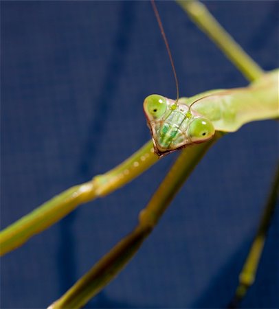 simsearch:400-04698964,k - Close up of the head of a praying mantis as the insect stares at the camera Photographie de stock - Aubaine LD & Abonnement, Code: 400-04306122