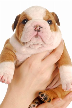 simsearch:400-04312760,k - young puppy - four week old english bulldog puppy being held on white background Stock Photo - Budget Royalty-Free & Subscription, Code: 400-04306528