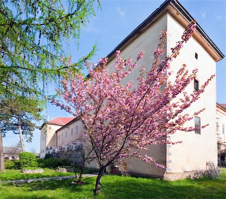 european cherry trees branches - pink japanese cherry tree blossom near Uzhhorod Castle (Ukraine). Built between the 13th and 18th centuries. Foto de stock - Super Valor sin royalties y Suscripción, Código: 400-04306530