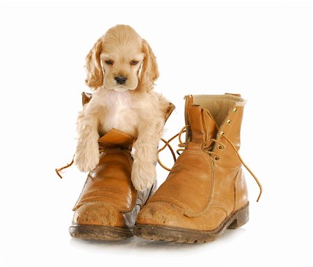 simsearch:400-04875272,k - adorable cocker spaniel puppy sitting in pair of old workboots Stock Photo - Budget Royalty-Free & Subscription, Code: 400-04306857
