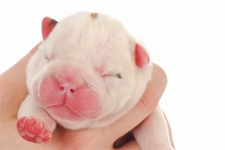 newborn puppy - one day old english bulldog puppy on white background Stock Photo - Budget Royalty-Free & Subscription, Code: 400-04306985