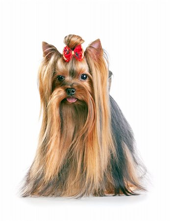 simsearch:400-04185637,k - Yorkshire Terrier in show coat. Isolated on a white background Stock Photo - Budget Royalty-Free & Subscription, Code: 400-04307016