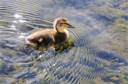 drake - Young duckling swimming and making it's own wake in a shallow pond Stock Photo - Budget Royalty-Free & Subscription, Code: 400-04307397