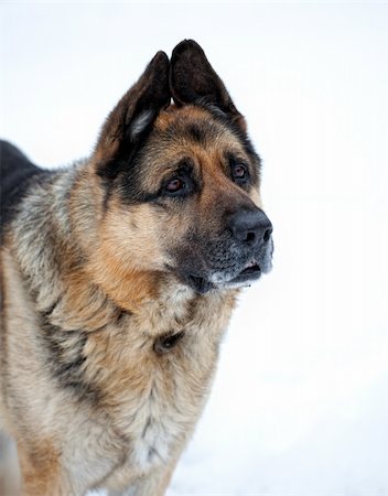 simsearch:400-05200802,k - Portrait of german shepherd in snow Stock Photo - Budget Royalty-Free & Subscription, Code: 400-04308575