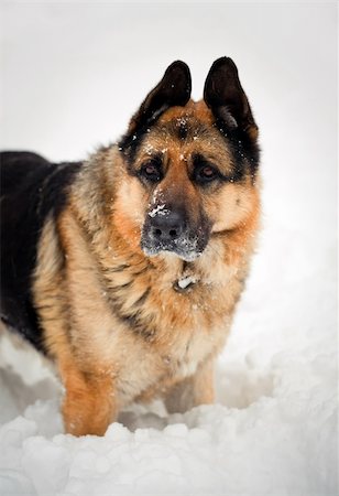 simsearch:400-05200802,k - Portrait of german shepherd in snow Stock Photo - Budget Royalty-Free & Subscription, Code: 400-04308576