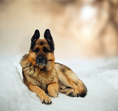 simsearch:400-05200802,k - Portrait of german shepherd in snow Stock Photo - Budget Royalty-Free & Subscription, Code: 400-04308581