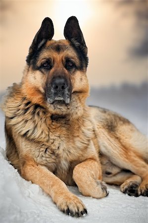 simsearch:400-05200802,k - Portrait of german shepherd in snow Stock Photo - Budget Royalty-Free & Subscription, Code: 400-04308582