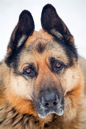 simsearch:400-05200802,k - Portrait of german shepherd in snow Stock Photo - Budget Royalty-Free & Subscription, Code: 400-04308583