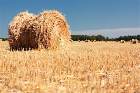 simsearch:400-05386603,k - Wheat Haystacks after the harvest. Summer. Stock Photo - Budget Royalty-Free & Subscription, Code: 400-04309860
