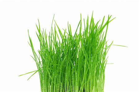 simsearch:400-05362449,k - green grass isolated on a white background Stock Photo - Budget Royalty-Free & Subscription, Code: 400-04300345