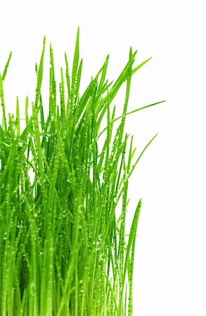 simsearch:400-05362449,k - green grass isolated on a white background Stock Photo - Budget Royalty-Free & Subscription, Code: 400-04300690