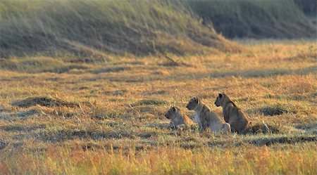 simsearch:400-04836462,k - Young lions wait mum from hunting. A yellow grass. The morning sun. Foto de stock - Super Valor sin royalties y Suscripción, Código: 400-04301231