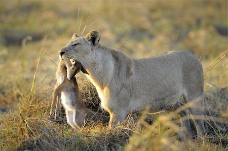 simsearch:400-04836462,k - A lioness with new-born antelope prey. The lioness goes on savanna and bears the killed kid of an antelope. A yellow grass. The morning sun. Foto de stock - Super Valor sin royalties y Suscripción, Código: 400-04301232