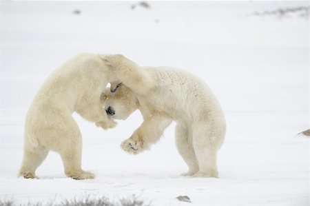 Fight of polar bears. Polar bears were linked in fight and bite each other. Stock Photo - Budget Royalty-Free & Subscription, Code: 400-04302789