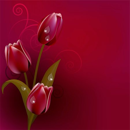 simsearch:400-05364550,k - Red dark background with bunch of purple tulips Photographie de stock - Aubaine LD & Abonnement, Code: 400-04302823