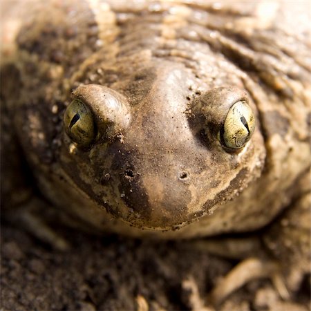 Close up of a large toad with the big eyes Stock Photo - Budget Royalty-Free & Subscription, Code: 400-04303088