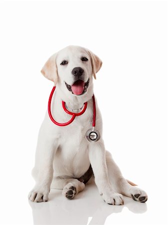 simsearch:400-04181579,k - Beautiful labrador retriever with a stethoscope on his neck, isolated on white Stock Photo - Budget Royalty-Free & Subscription, Code: 400-04303347